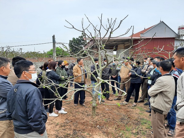 100 hội viên nông dân xã Đông Phú được tập huấn sản xuất na dai