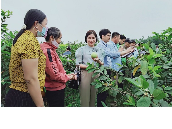 HND thăm quan trao đổi kinh nghiệm mô hình sản xuất cây ăn quả tại xã Bảo Sơn