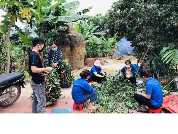 Đoàn thanh niên xã Thanh Lâm hỗ trợ người dân thu hoach 1 tấn vải thiều