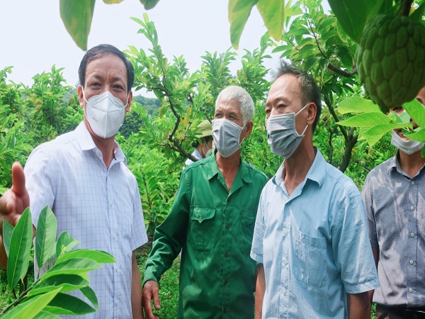 PCT thường trực UBND huyện Hoàng Văn Toán kiểm tra tình hình sản xuất, tiêu thụ hoa quả tại một...