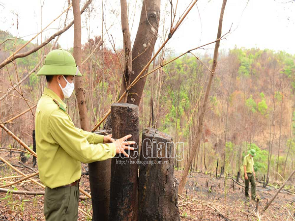 Khởi tố vụ án cháy, phá rừng tự nhiên tại Lục Nam