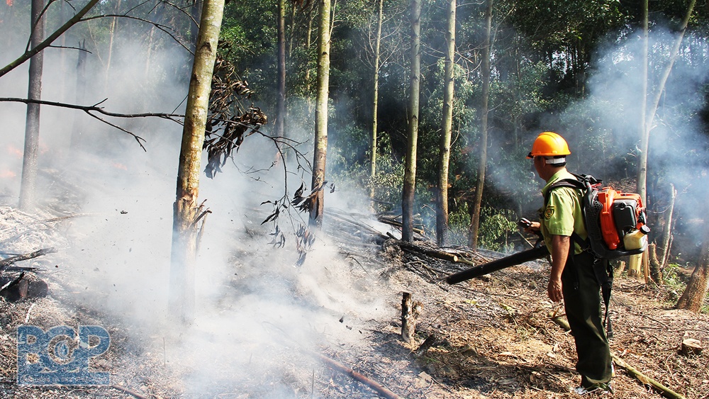 Tập trung triển khai các biện pháp ngăn chặn, xử lý tình trạng phá rừng tự nhiên