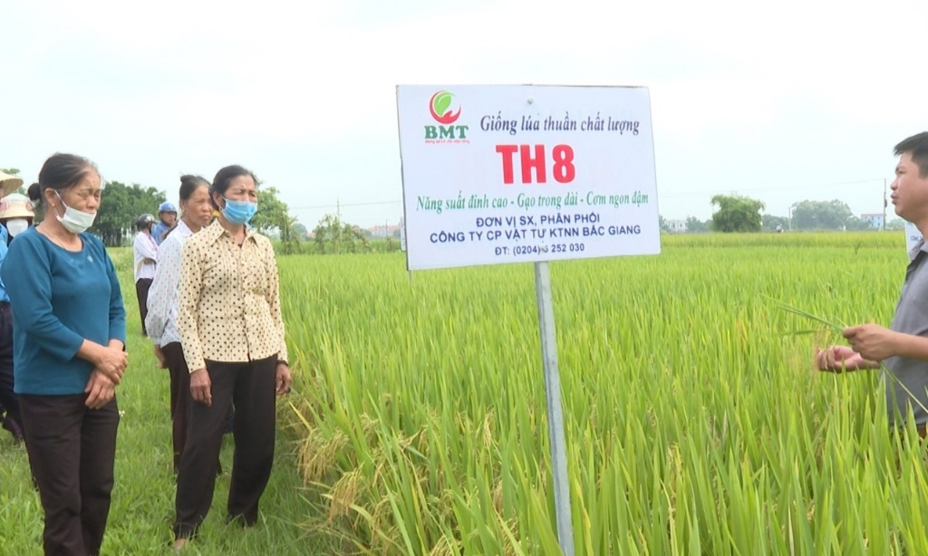 Hội thảo đầu bờ đánh giá mô hình gieo cấy giống lúa thuần TH8 tại xã Ngọc Vân