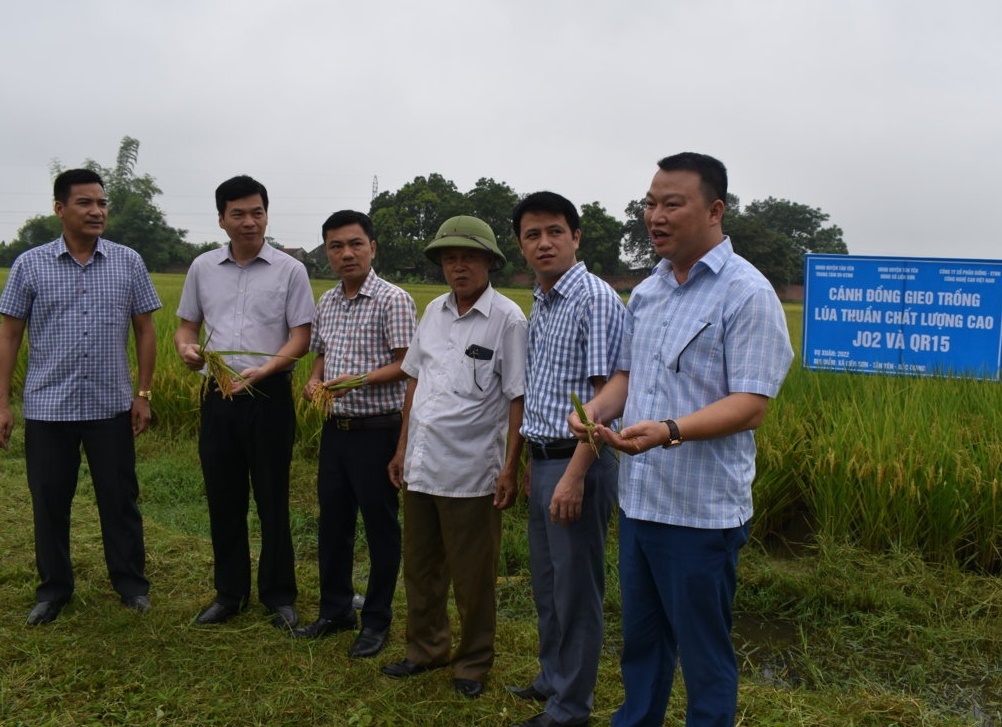 Chủ tịch UBND huyện thăm mô hình lúa tại Liên Sơn