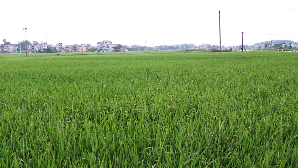 Phân bổ hơn 47,7 tỷ đồng kinh phí bảo vệ và phát triển đất trồng lúa năm 2022