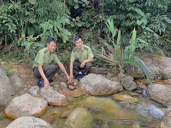 Hạt Kiểm lâm huyện Lục Nam: Thả 01 cá thể Rùa sa nhân thuộc nhóm IIB về nơi cư trú tự nhiên tại...