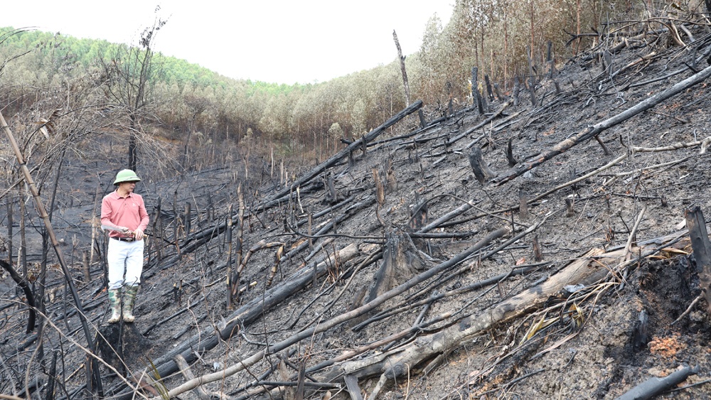 Cần xử lý nghiêm tập thể, cá nhân để xảy ra phá rừng