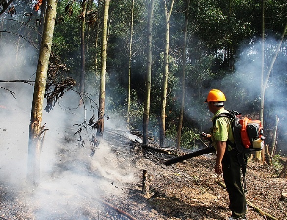 Tập trung thực hiện các biện pháp quản lý diện tích rừng bị cháy, phá trái pháp luật