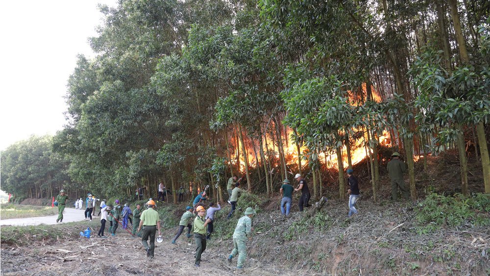 Bắc Giang: Nhiều địa phương có nguy cơ cháy rừng ở cấp nguy hiểm