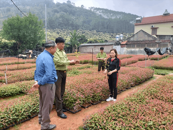 Lục Nam: Kiểm tra việc chấp hành các quy định của Nhà nước về sản xuất, kinh doanh giống cây...
