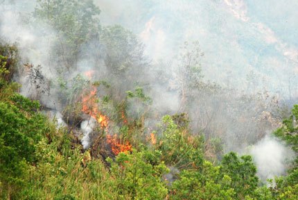 Thông báo cấp dự báo cháy rừng trên địa bàn huyện Lục Nam