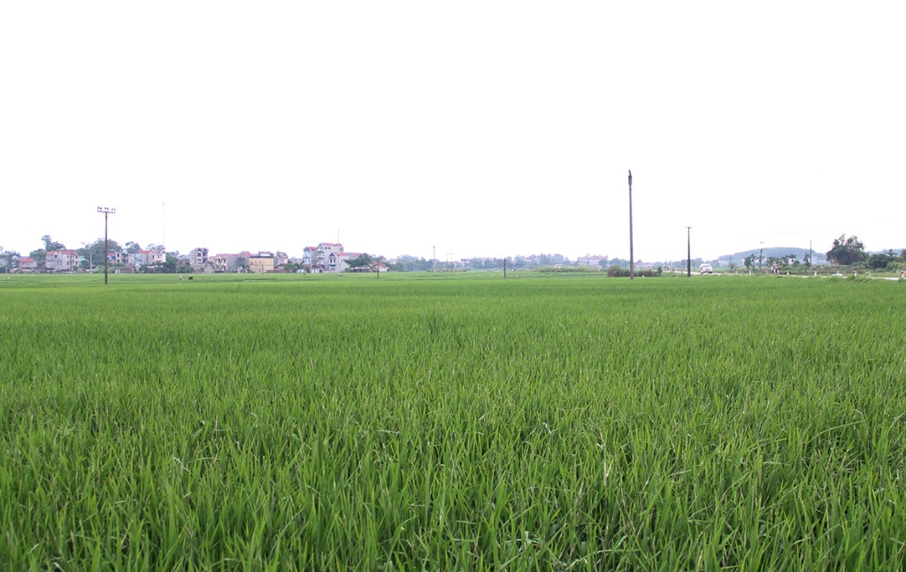 Bắc Giang: Năm 2024, thực hiện chuyển đổi 671,9 ha cơ cấu cây trồng trên đất...