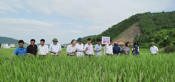 Hội thảo đánh giá mô hình giống lúa thuần chất lượng cao QP5 tại xã Nghĩa Phương
